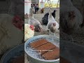 Summer heat hack that keeps my flock cool & alive in hot weather. ☀️🧊#chickens #Summer #heat #tips