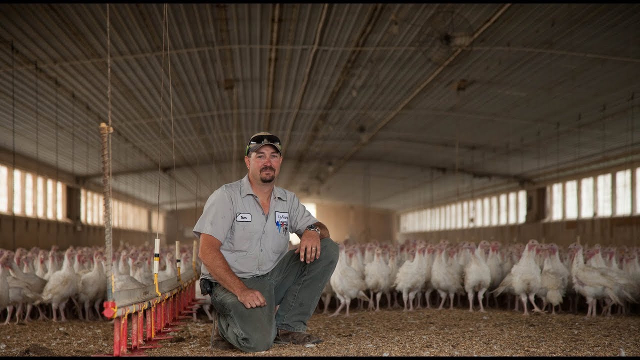 LeFevre Family Cooper Farms Turkey Farmer YouTube