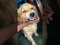 Golden Retriever Aggressive Shots Shots Cutedog Rajan Spets4life mp3