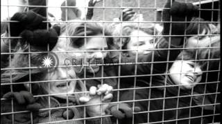 Crowd Of 12 Thousand Screaming Teenagers Gather At Airport To Welcome Beatles In Hd Stock Footage