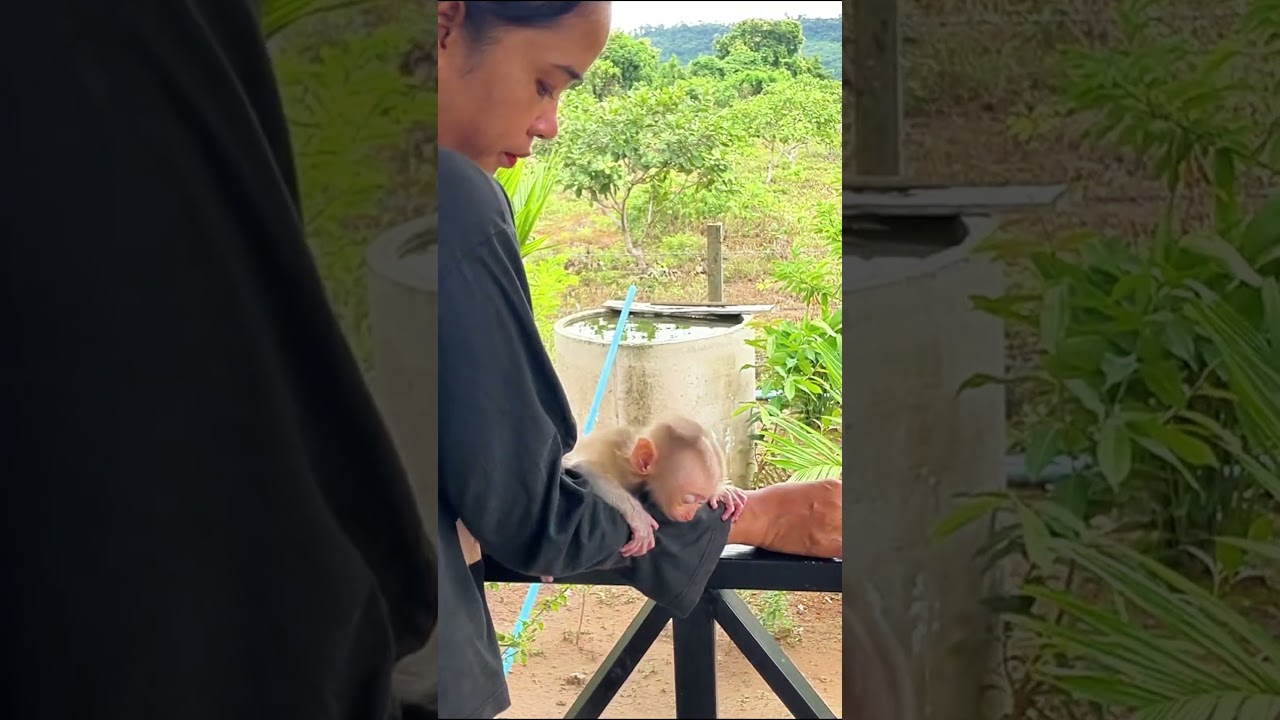 Separation Anxiety: Baby Monkey Edition! 