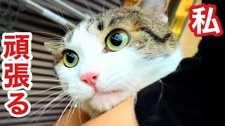 臆病な元野良猫怖がりながらもケージの外の世界へと頑張る