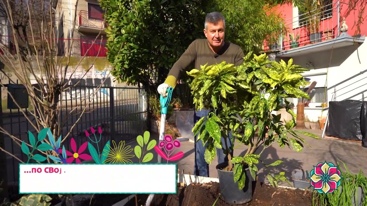 Cvetni kutak ep. 278 06.03.2025. Aukuba, maranta, Keukenhof, Nacionalni park „Dolina smrti“