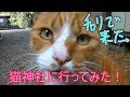 チャリで猫がたくさんいると噂の猫神社に行ってみた!