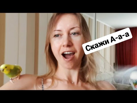 животные африки УЧУ ПОПУГАЯ ГОВОРИТЬ