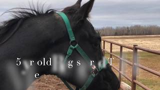 Registered TWH 5 year old mare
