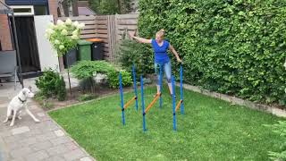 Captain Hook Trick Dogs Advanced Trick