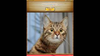Обзор игры спроси у кота screenshot 2