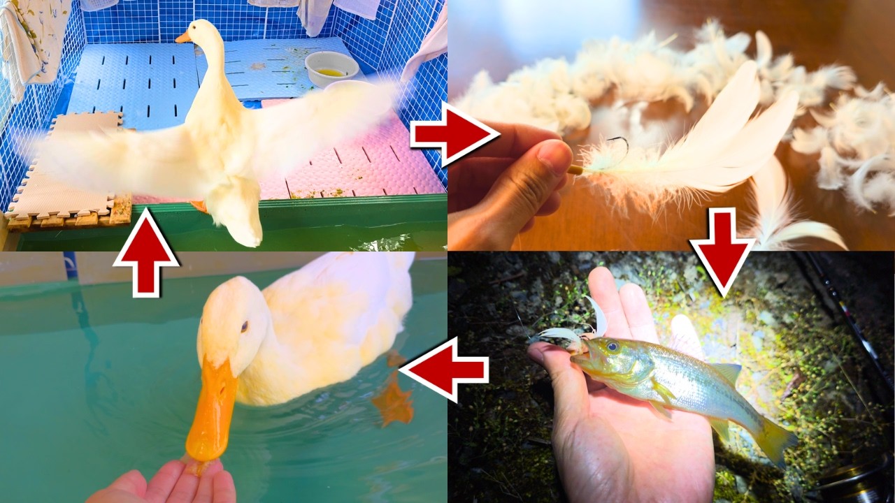 アヒル→羽→ルアー→魚→エサ→また羽。永久機関が完成しちまったなアア～!! これでノーベル賞は俺んモンだぜ～!!