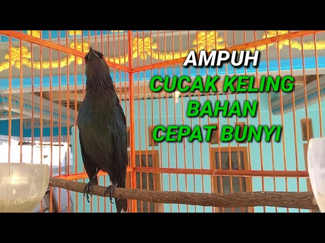 Cucak keling bahan ikut bunyi dengan pancingan cucak keling ini class=