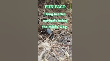 FUN FACT Dung Beetles Navigate By The Milky Way | Insects #shorts #facts #insects #star #milkyway