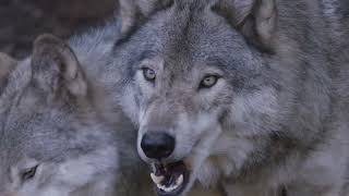 The Wolf Decoded Intelligence Behavior and Dominance