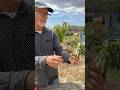 Mi padre te enseña a hacer esquejes de tomates #esquejes #tomate #huerto #agricultura
