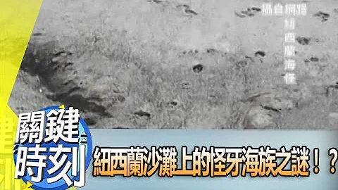 新西蘭沙灘上的怪牙海族之謎！？ 2013年 第1570集 2300 關鍵時刻 - 天天要聞