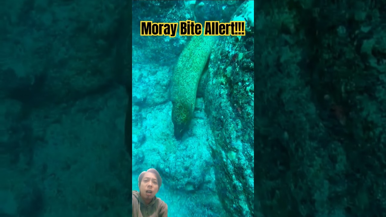 Diver Gets Shocked by Moray Bite While Searching for Sea Treasures! 