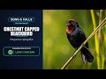 Chestnut-capped Blackbird Song &amp; Calls | Chrysomus ruficapillus | Spectrogram