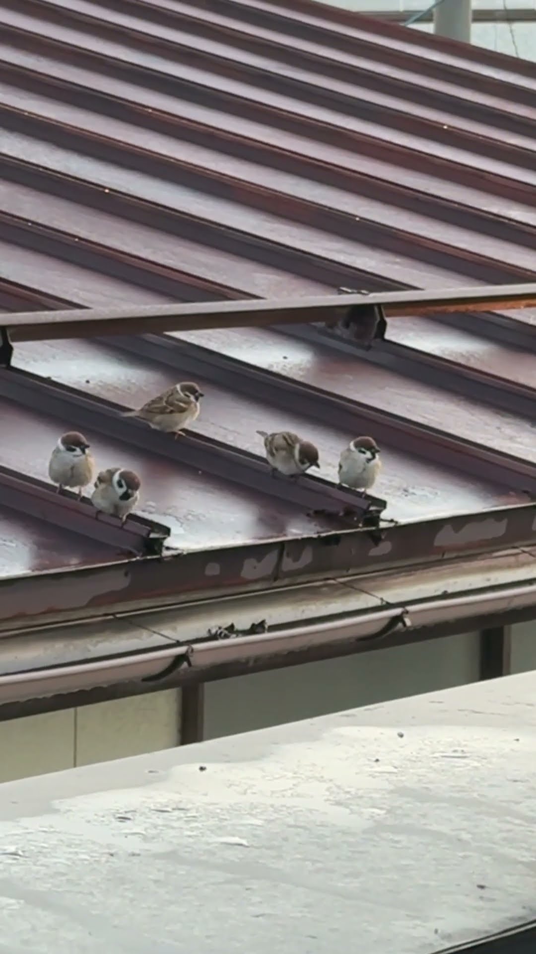 Sparrows On The Rooftop || ViralHog