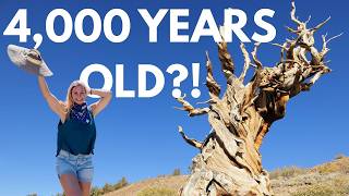 Great Basin National Park Travel Guide | Nevada’s Last Glacier & Oldest Trees screenshot 3