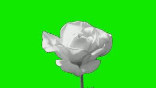 blooming happy flowers cartoon animated cartoon green screen video for youtubers.