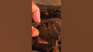 Về Cà Mau Đi Bắt Ba Khía Trong Rừng Đước 07| #shorts #vietnamdiscoverychannel