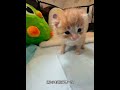 Tierno video alimentando a gatito