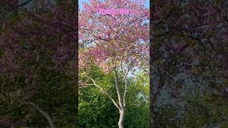 Vivaldi - Spring ! / 🌷🍃🌸