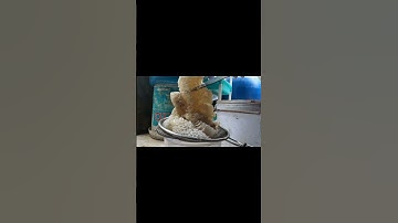 cận cảnh vắt mật ong nha cả nhà