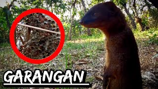 Hewan garangan jinak dan lucu||Hewan garangan sahabat ku ‼️