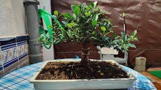 Ficus Tiger Sombra Edén