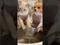 Tommy & Kai doing the washing up #education #pet #cat #dog #tommynkai #Shorts