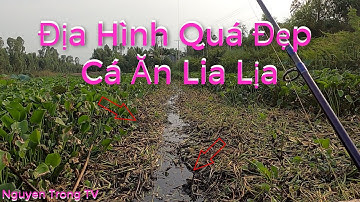 Câu Cá Lóc Ngoài Tràm Chim #26. Địa Hình Đẹp Cá Ăn Lia Lịa | Cận Cảnh Cá Táp Mồi Thật Hấp Dẫn