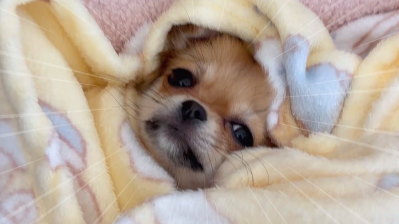 変な寝相で寝ちゃう子犬のチワワ🐾　#チワワ #かわいい