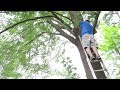 TREE TRIMMING MADE EASY