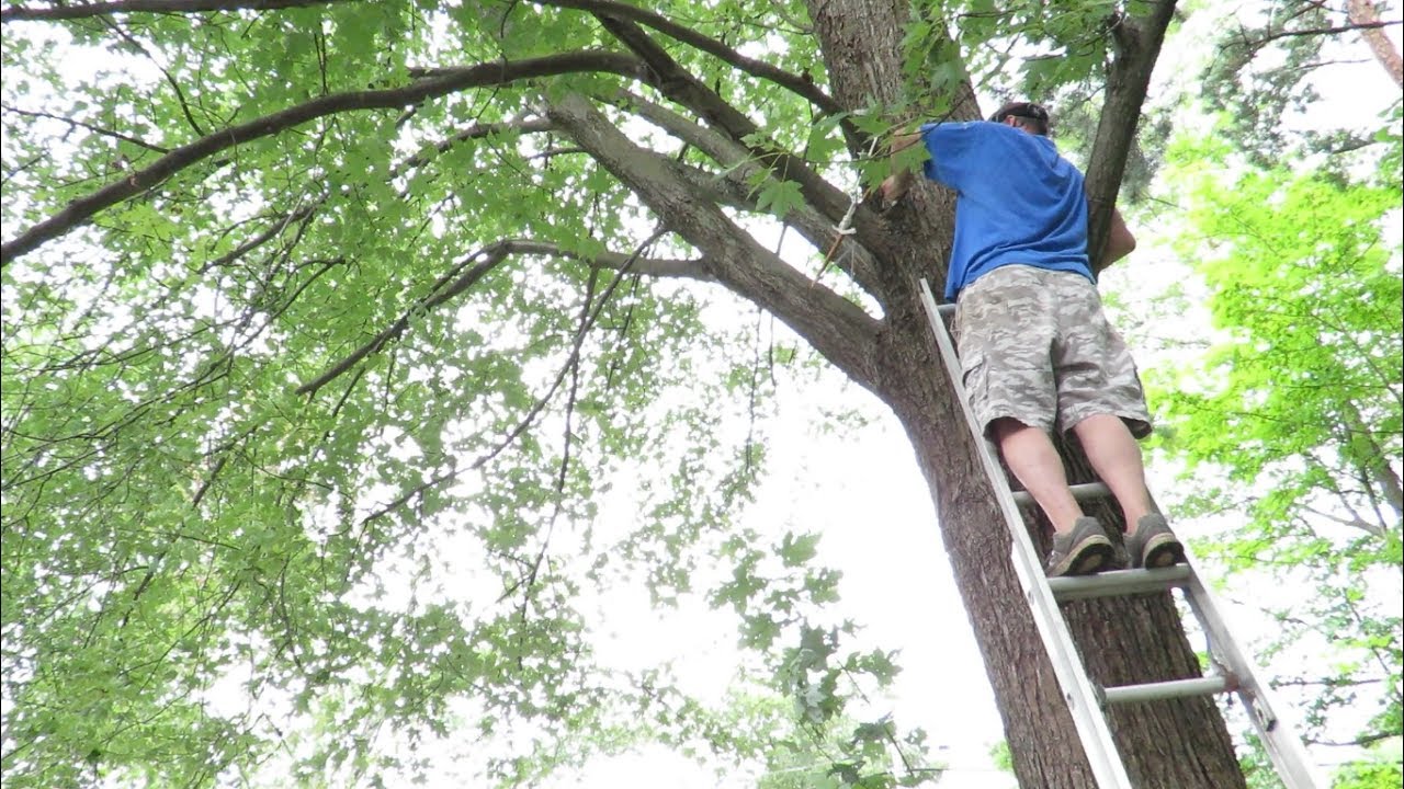 TREE TRIMMING MADE EASY - YouTube