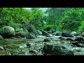 Calming Nature Sounds, Nature Sounds, Birds Song for Deep Sleep, Relaxation and Meditation, ASMR