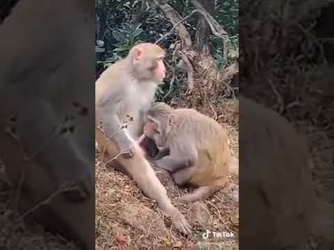 Animated Monkey Sucking Dick Plant