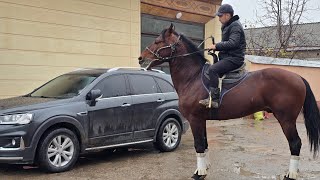 Улокчи От Сотилади...