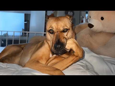 When God Surprises You With a Comedian Dog 🤣 Funny Dog Videos