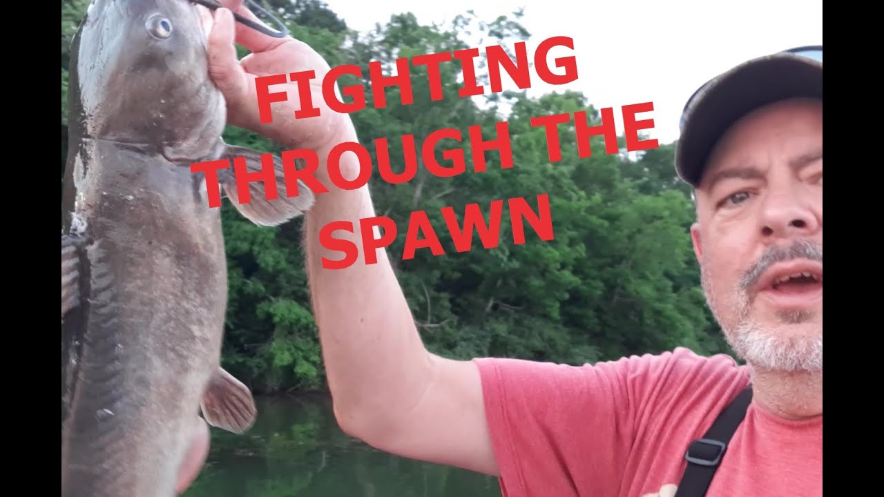 catching catfish on spawn ,Cumberland river,cordell hull resevoir YouTube