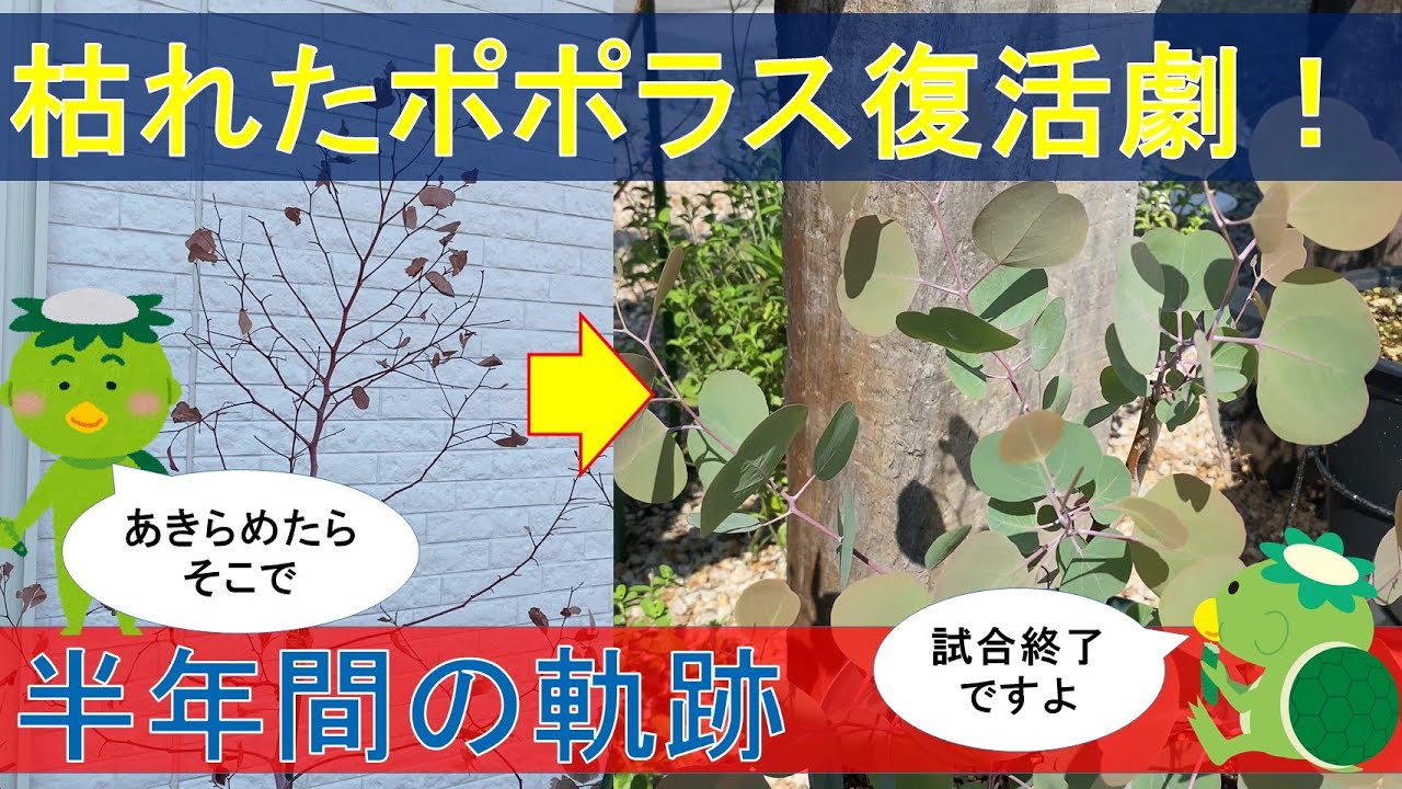 【大人気おしゃれリーフ】枯れたポポラス復活劇！～半年間のメンテナンスの軌跡～【ガーデニング初心者】