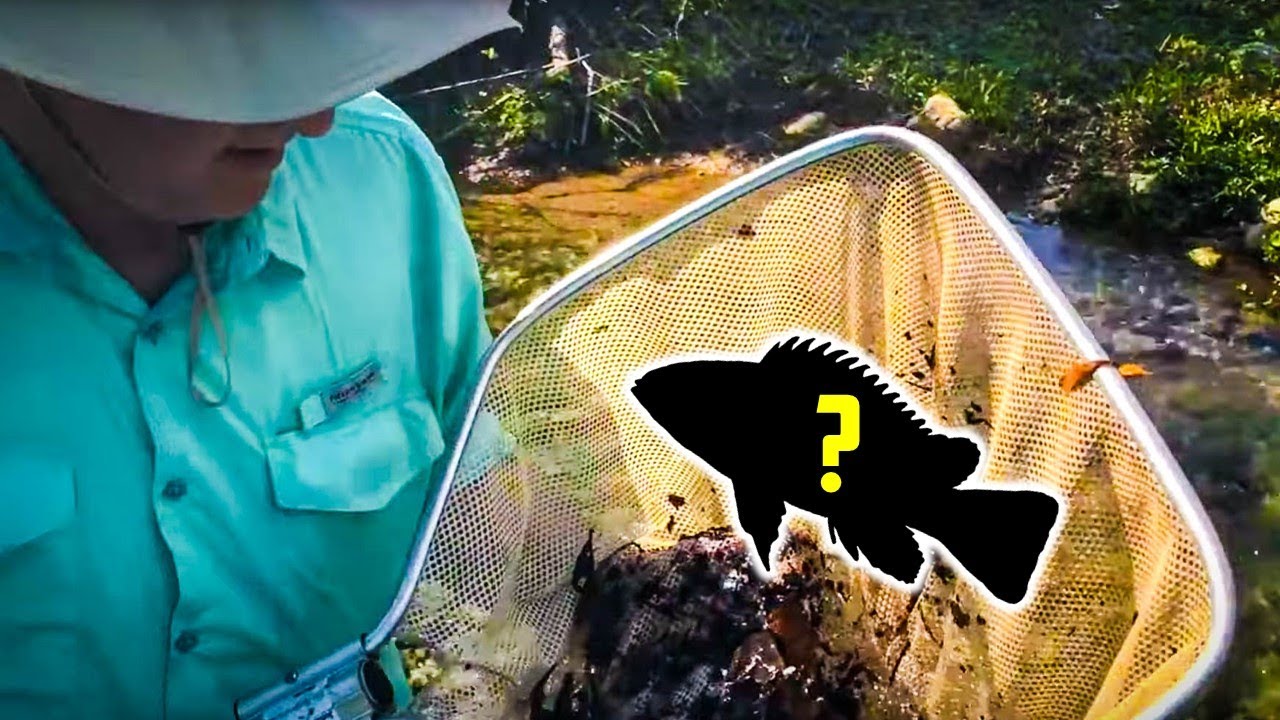 Catching WILD AMAZON FISH for My Aquarium! HealthyPetsBlog