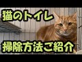 猫のトイレ、デオトイレの掃除方法をご紹介します！