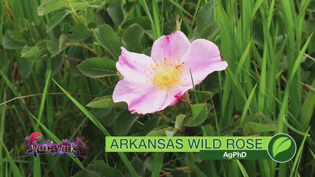 Weed of the Week #1052 Arkansas Wild Rose (Air Date 6-3-18) - YouTube