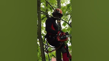 ECHO DCS-2500T Top Handle Chainsaw