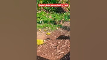 Rain intensified in Malnad, ಸೊರಬ ತಾಲೂಕಿನ ಕೆಲವೆಡೆ ಭಾನುವಾರ ಭಾರೀ ಗಾಳಿ ಮಳೆ/ ಸಾಲು ವಿದ್ಯುತ್ ಕಂಬಗಳು ಧರೆಗೆ