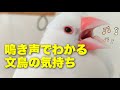 【鳴き声でわかる文鳥の気持ち♪】