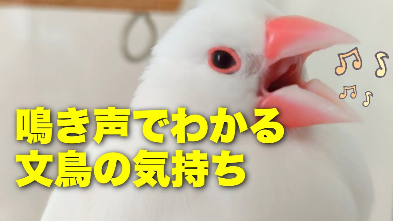 【鳴き声でわかる文鳥の気持ち♪】
