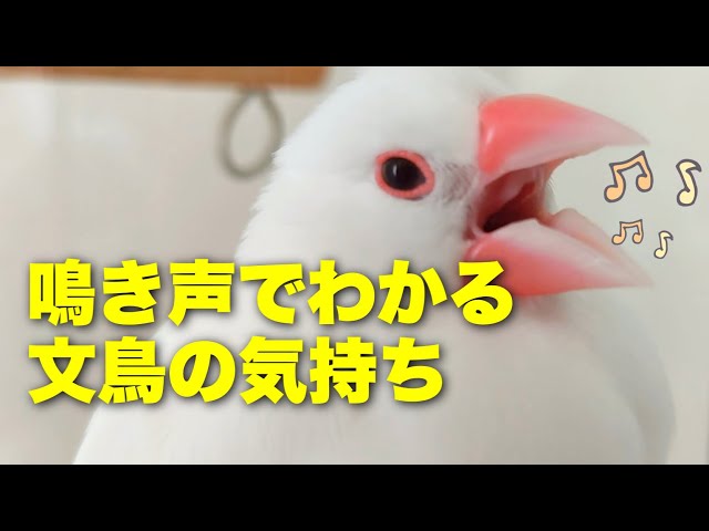 You can understand the feelings of the Java sparrow by listening