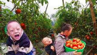 Single Mother Harvests Tomatoes And Sells Them At The Market - Peaceful Life