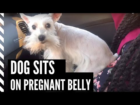 When Your Dog Knows You’re Pregnant. https://bit.ly/3sljkck